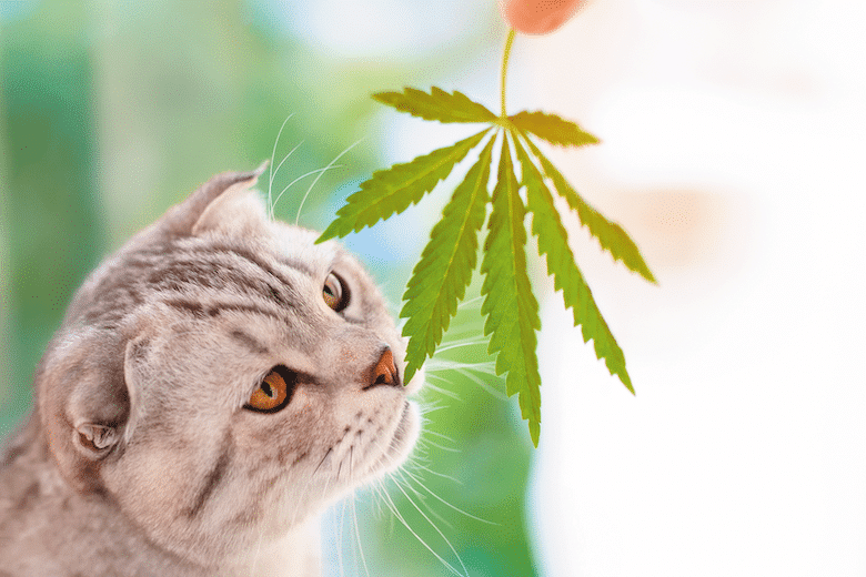 17 Top Photos Cbd For Cats In Heat : Cbd Oil For Dogs Reviewed Buyers Guide To The Best Cbd For Dogs In 2021 Chron Events The Austin Chronicle
