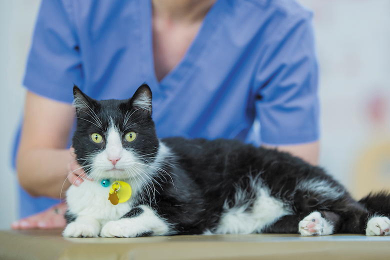 help with vet bills