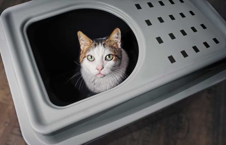 life lessons from your cat