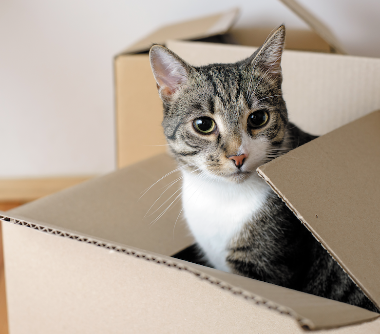 life lessons from your cat