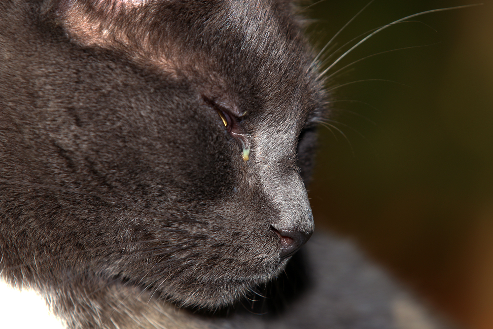 cat with a booger or discharge in its eye