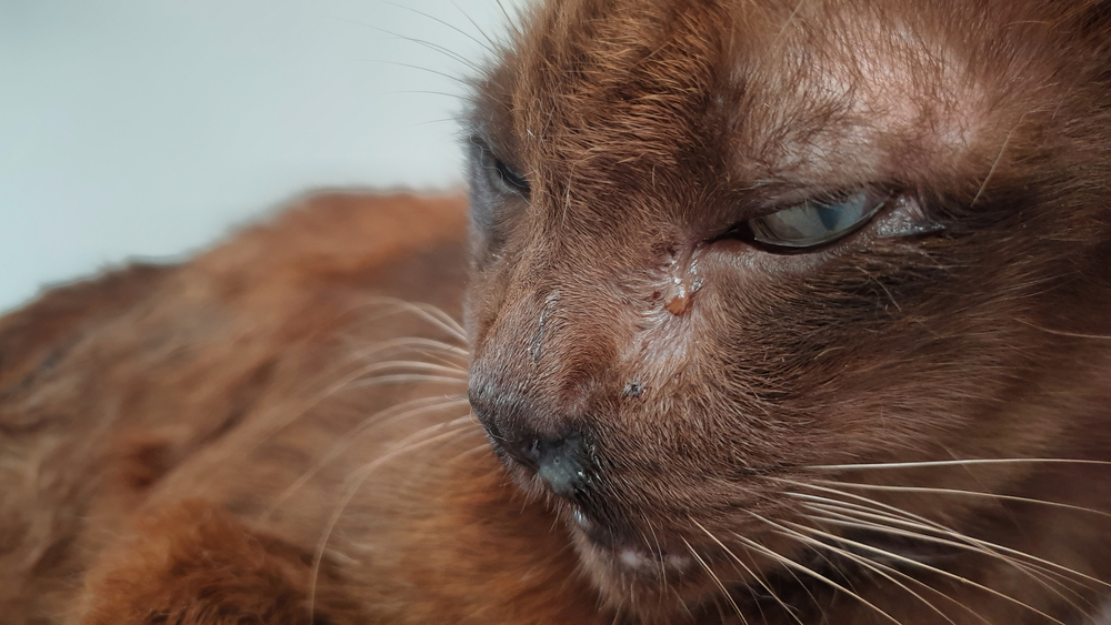 Eye discharge in old brown cat