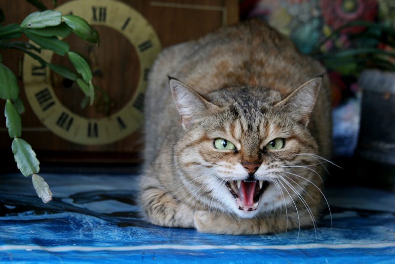 Aggressive cat growling