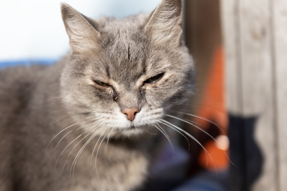 cat with eye infection