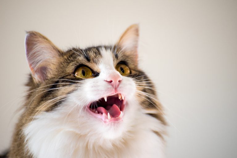 Why Does My Cat Growl? Meaning, How You Should React & FAQ (Vet