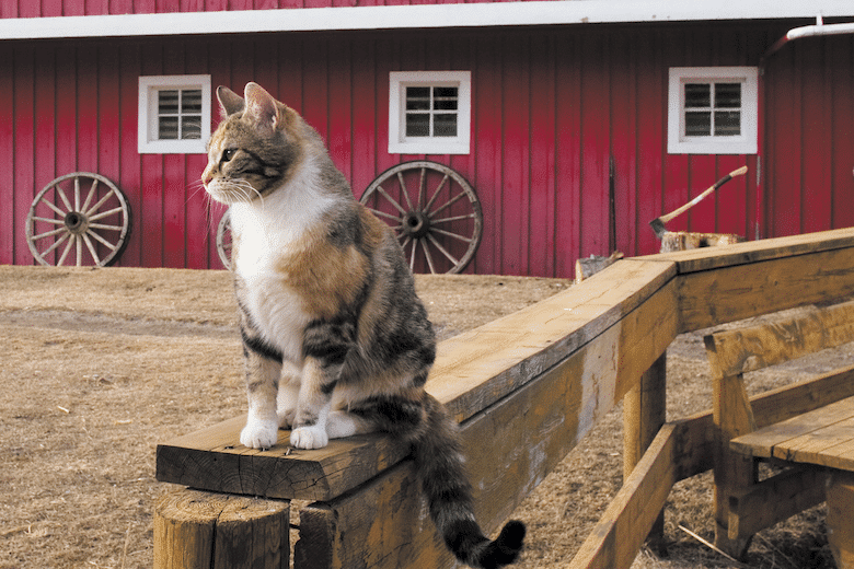 Country Homes For Feral Cats Catster