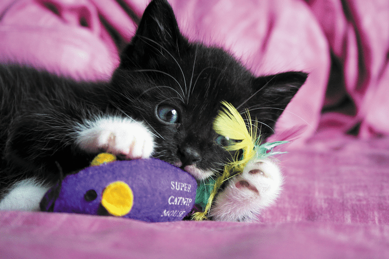 why do cats love catnip?