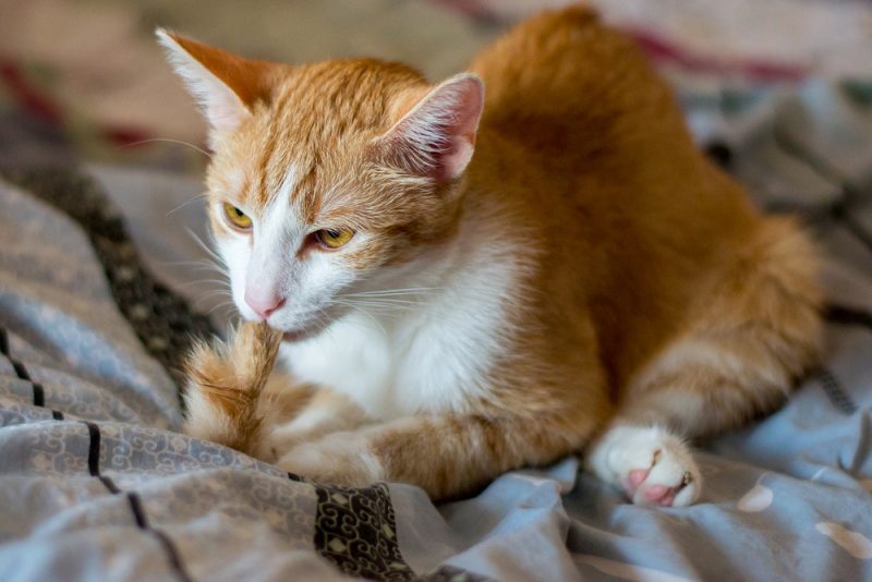 Orange cat sucking on their tail