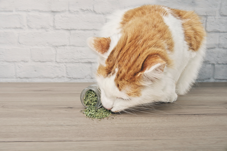 why do cats love catnip