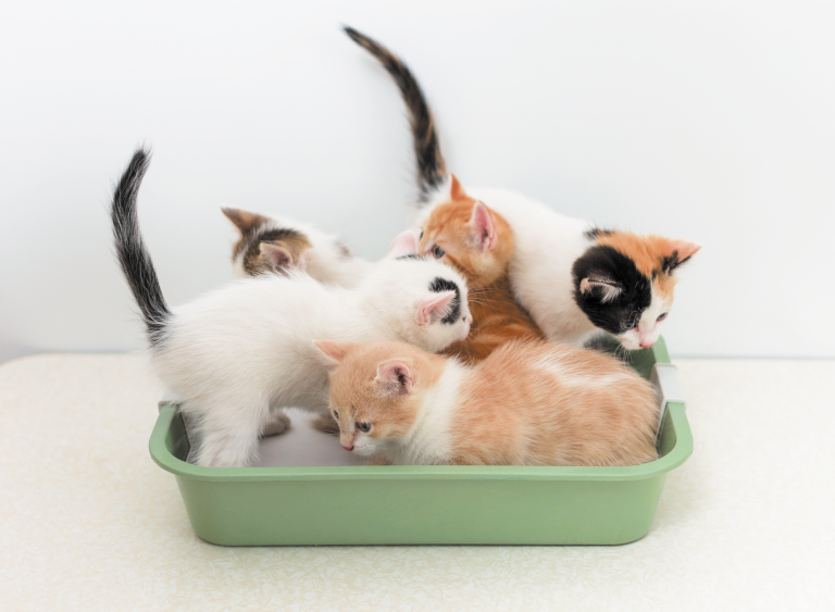 new cat litter