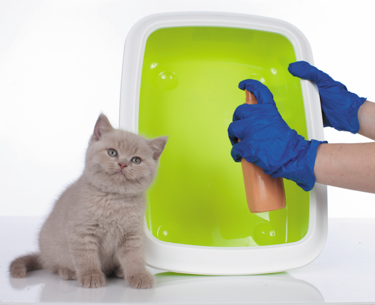 Litter Box Etiquette — As Explained by Cats Catster