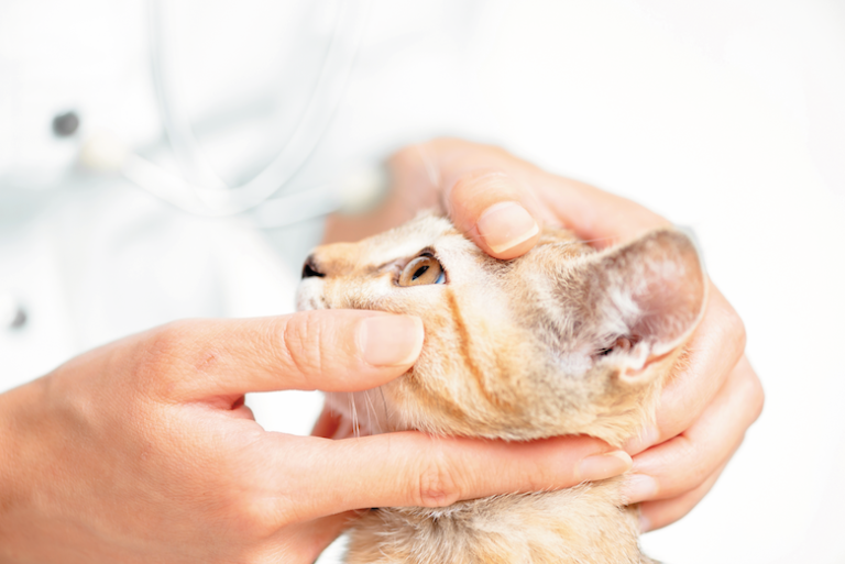 What is a Veterinary Specialist? And When Does Your Cat Need to See One