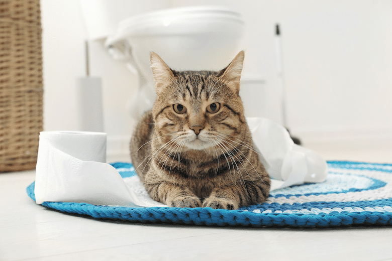 cat treats for cats with urinary problems