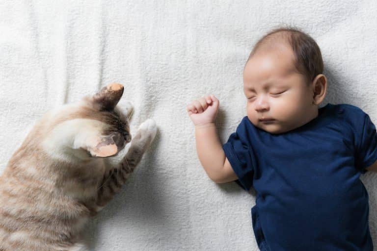 How to Introduce Your Cat to a New Baby Catster