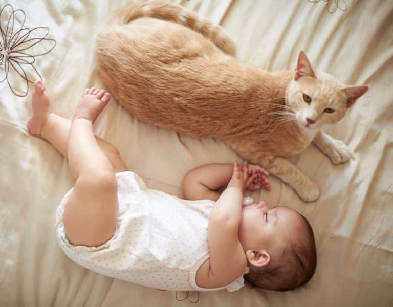 How to Introduce Your Cat to a New Baby Catster