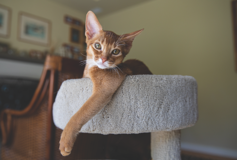 horizontal cat tree