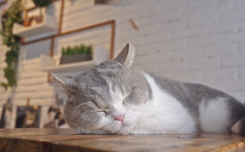 how to support cat cafes