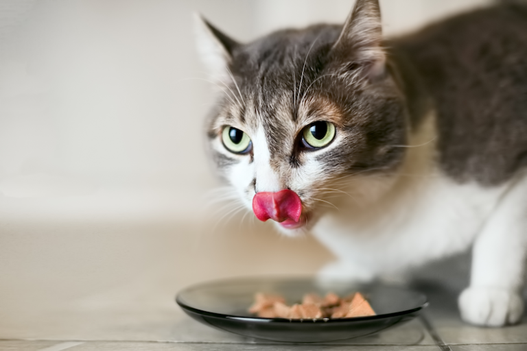 How to Switch Your Cat’s Food From Dry to Wet or Vice Versa Catster