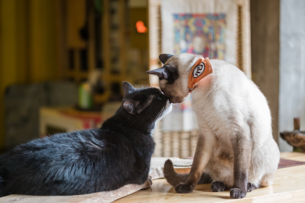 introduce Your Cat to a New Cat