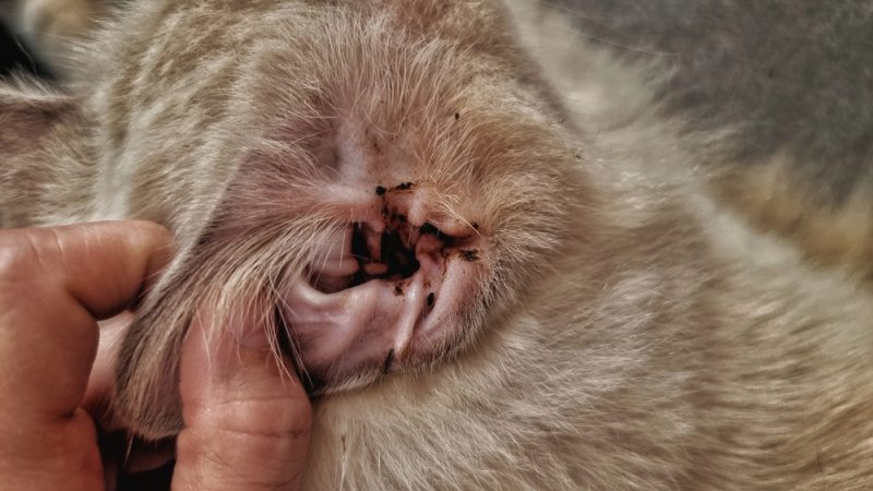 cat-with-ear-infection