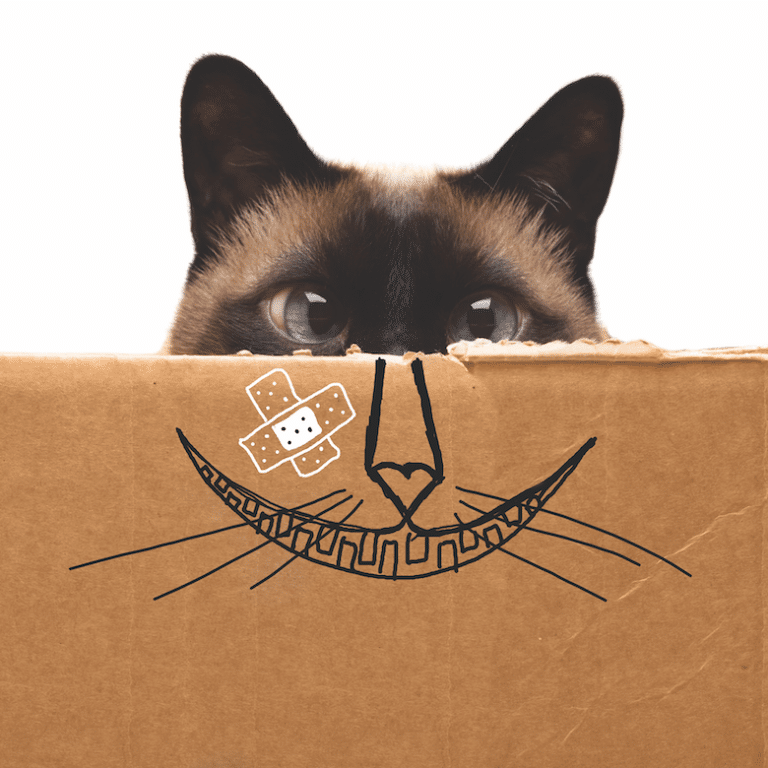 How To Use An Amazon Box To Entertain Your Cat All Day Long Catster