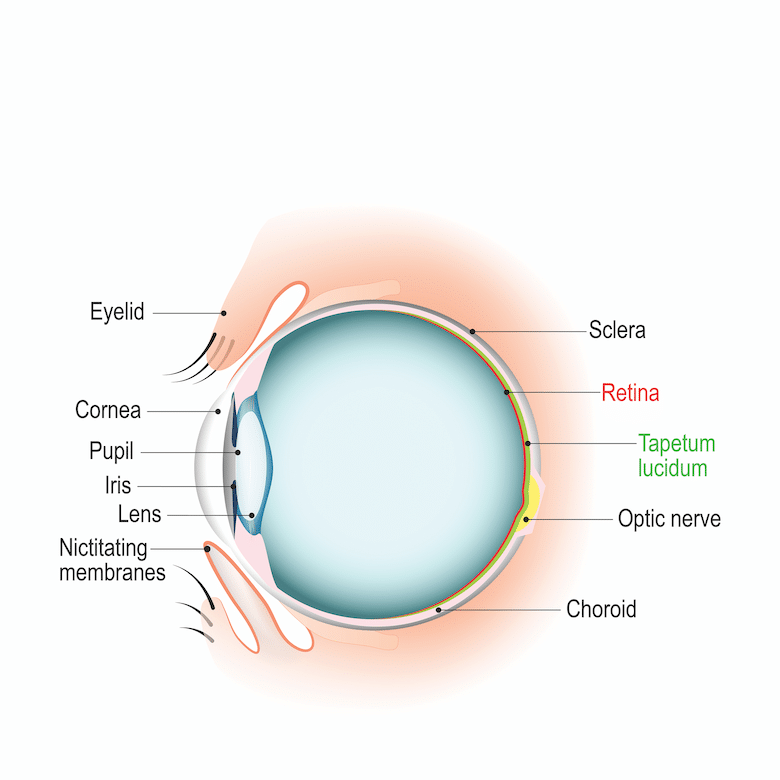 How To Treat Corneal Ulcers