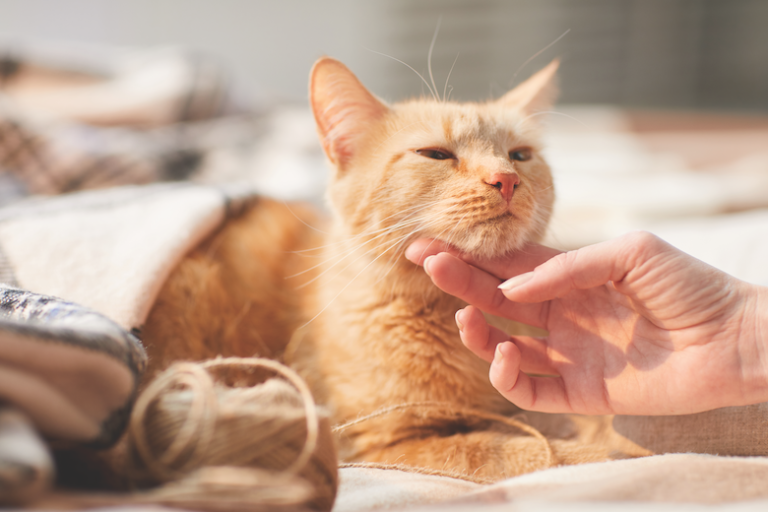 Is There a Home Remedy For a Cat With a Fever? Our Vet Explains Catster