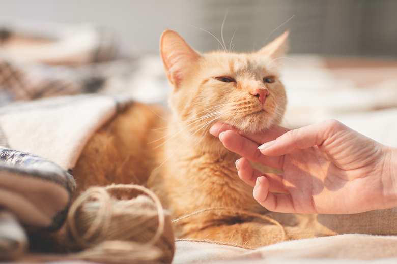 Do Cats Have Fevers Cat Meme Stock Pictures And Photos