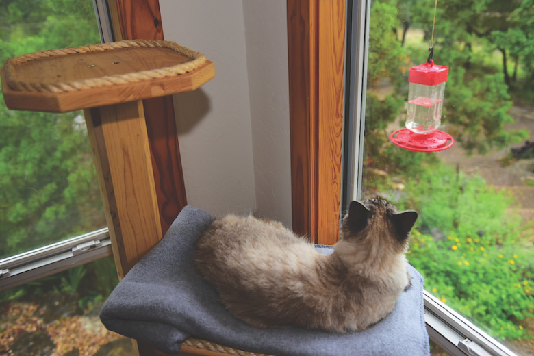 Cat-Friendly home