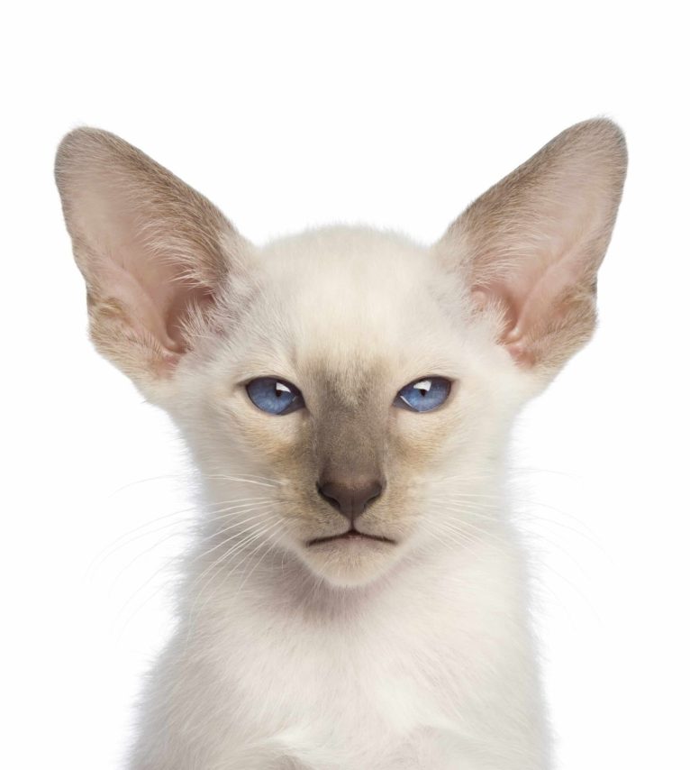 Javanese cat with blue eyes