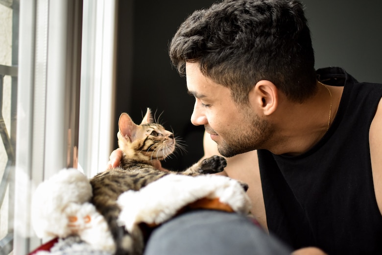 Kitten bengal cat pet and man looking at each other
