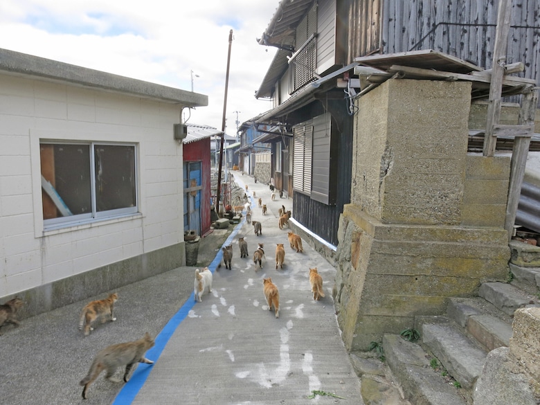 Cats on Aoshima japanese cat island