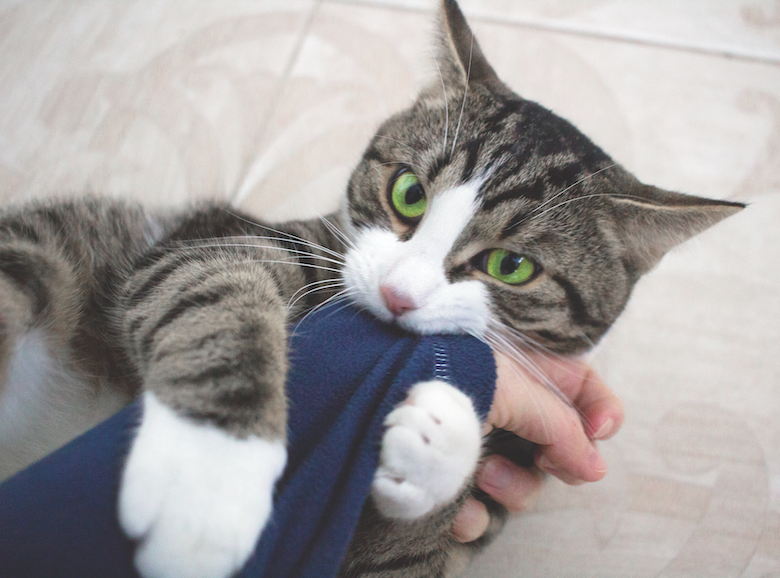 werid cat behavior