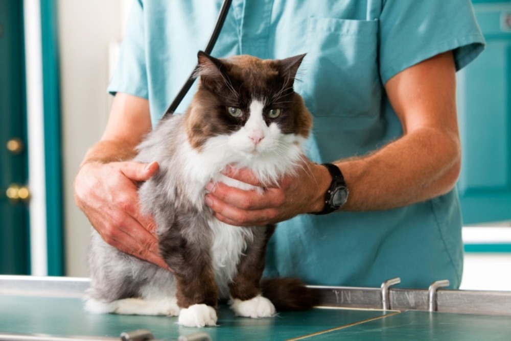A cat having a check up at a small animal vet clinic