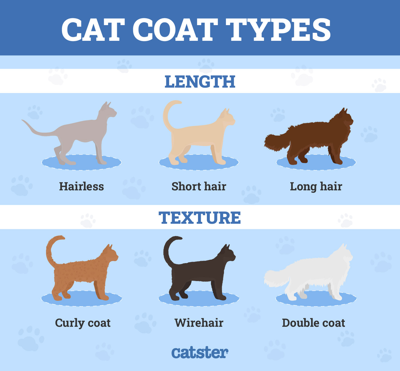 Cat coat types