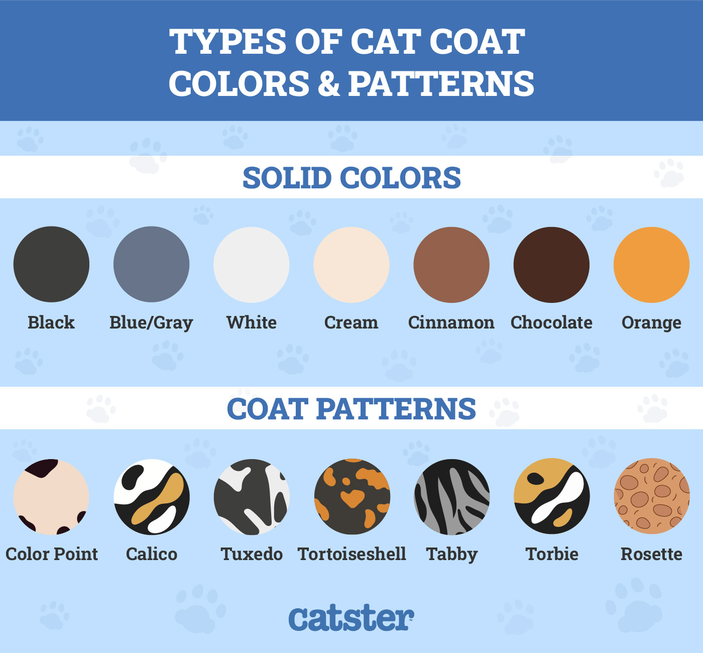 Cat coat colors