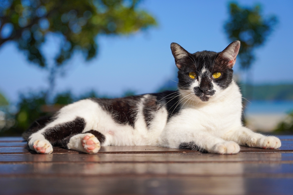 Harlequin cat with yellow eyes color lay on the table