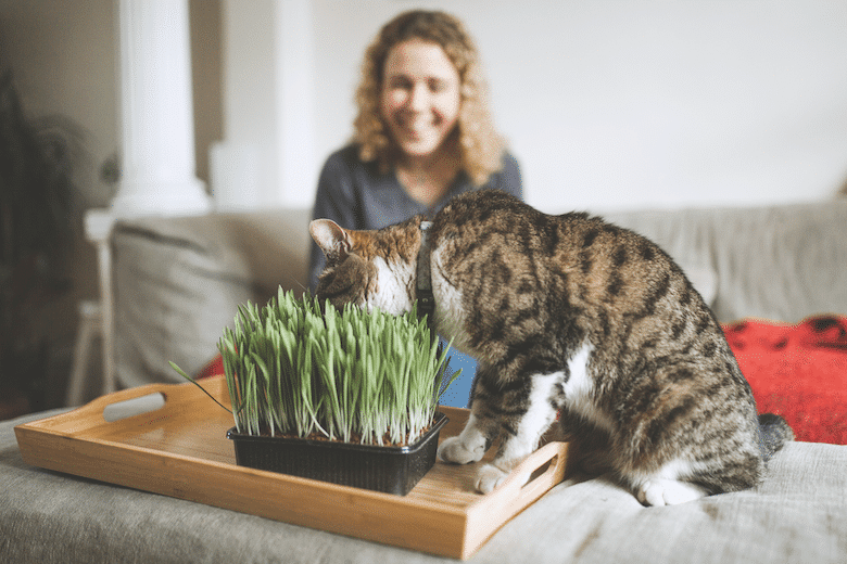 why do cats eat grass?