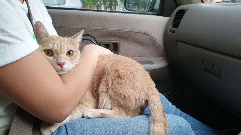 hugging-an-adorable-bright-orange-cat-stress