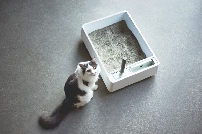 cat products