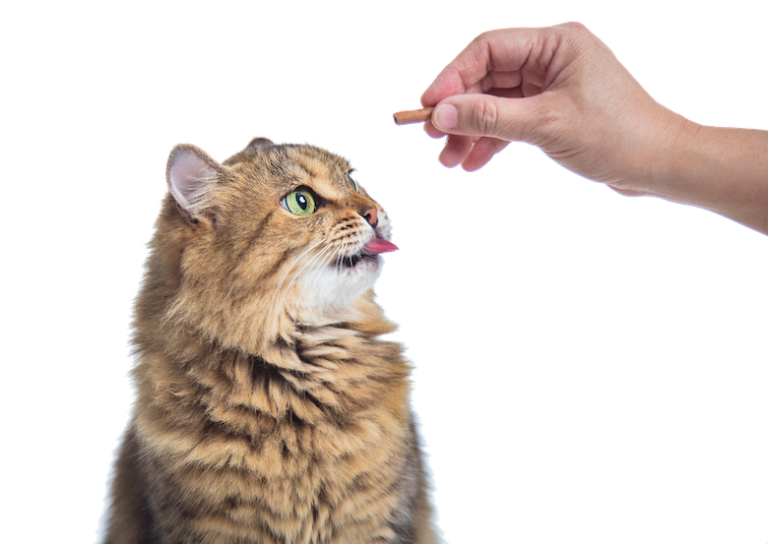 How to Tailor Training for Cats Catster