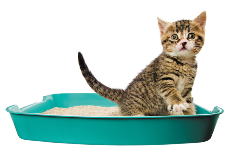 Basic Litter Training for Kittens Catster