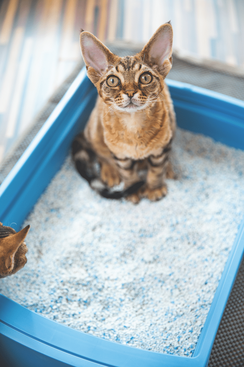 choosing a cat litter system