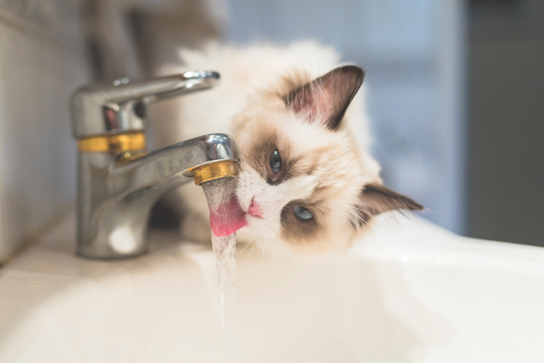 cat mealtime issues
