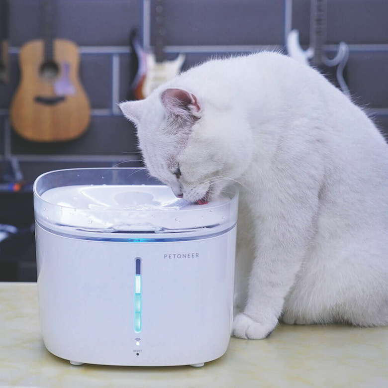 cat products