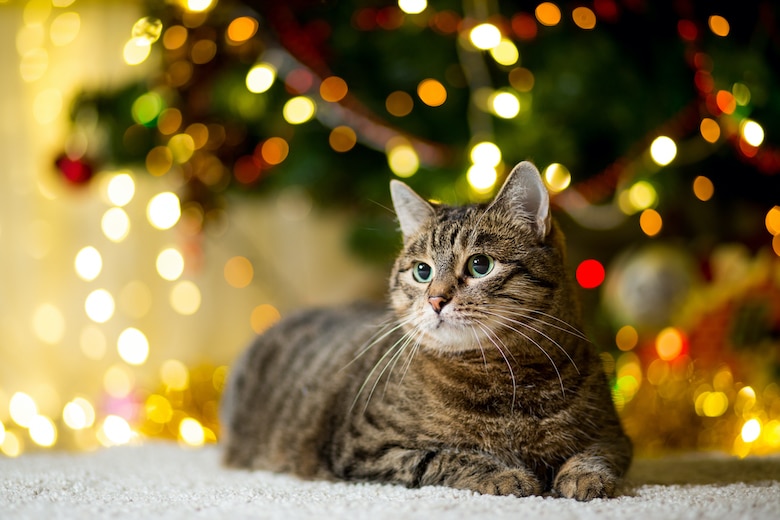 How to Keep Your Cat Safe Around the Christmas Tree Catster