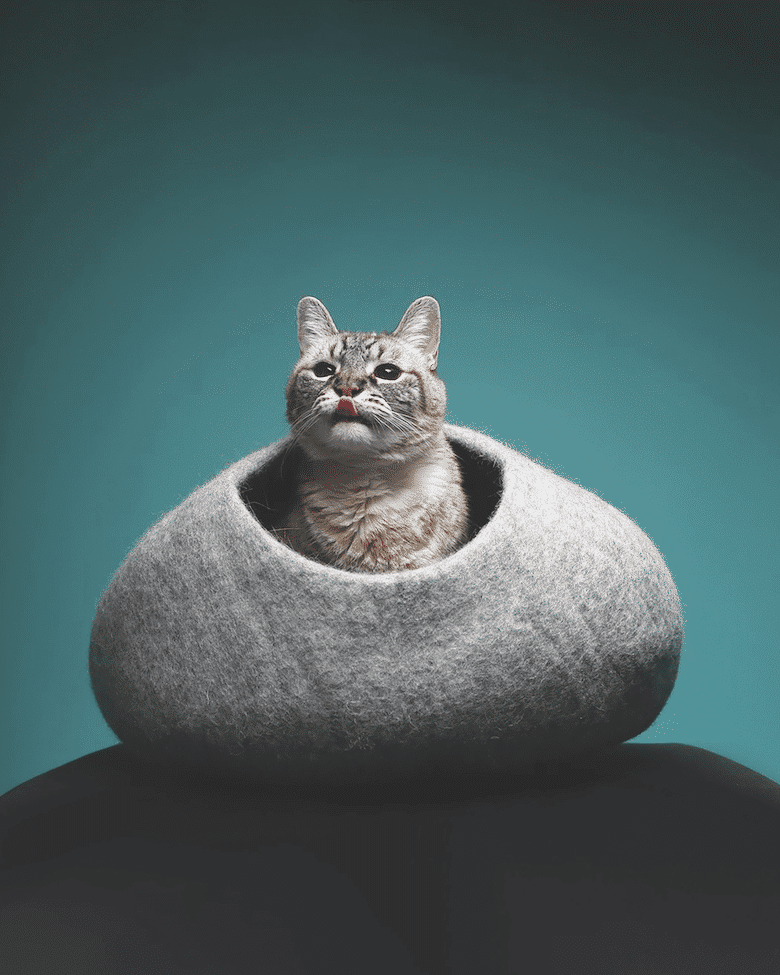 cat products