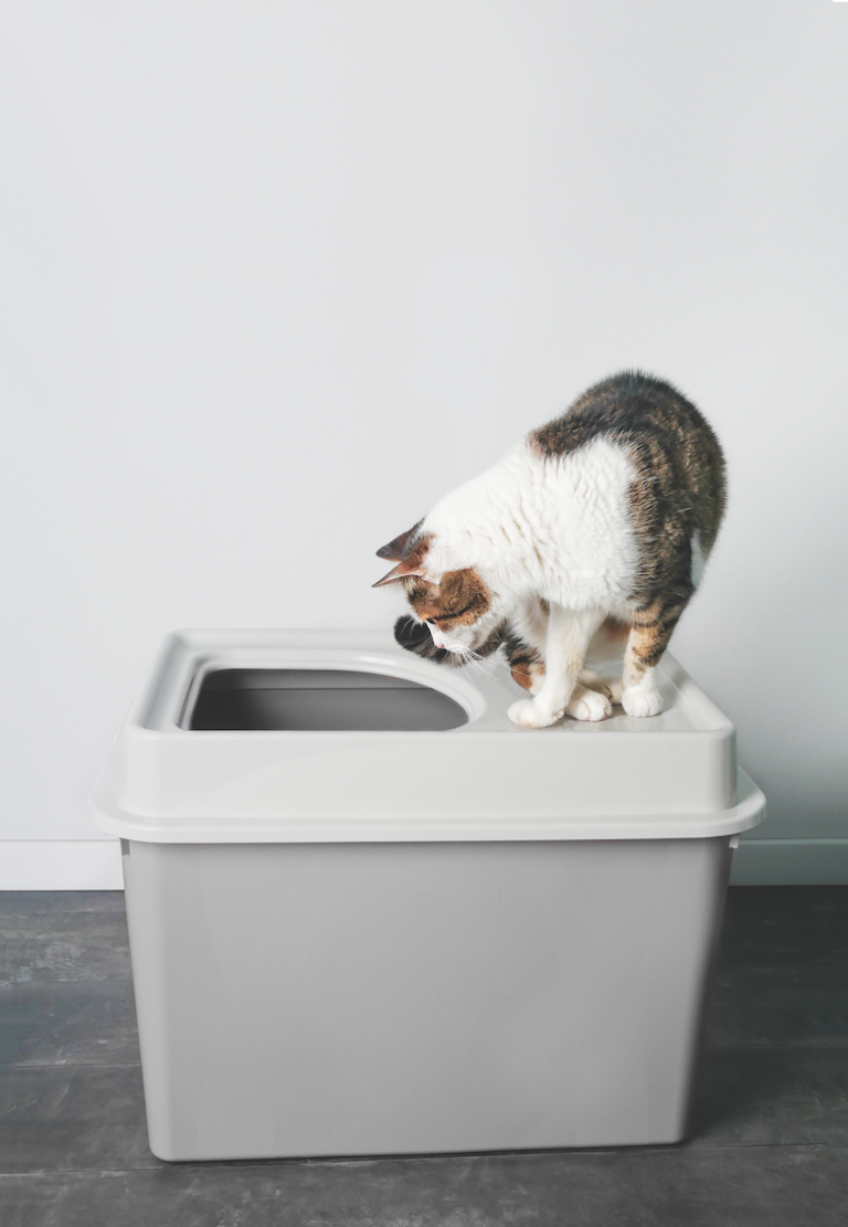 11 Litter Box Training Musts Catster