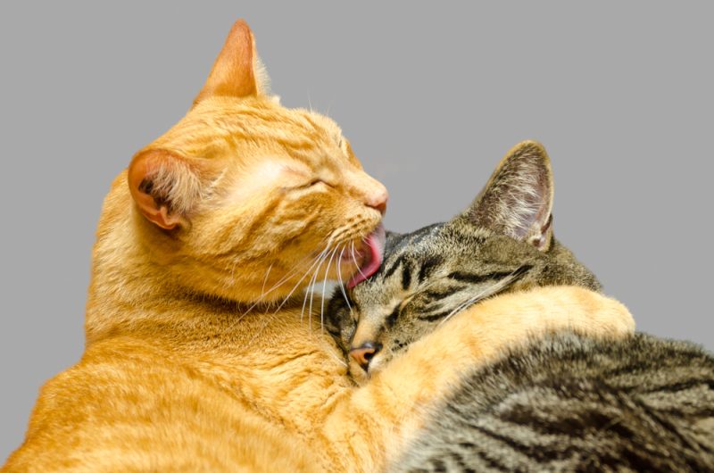 Two cats grooming each other.
