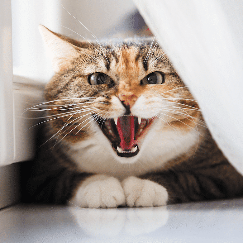 How to Calm an Angry Cat - Catster